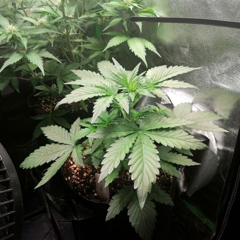Edith growlog timeline photo