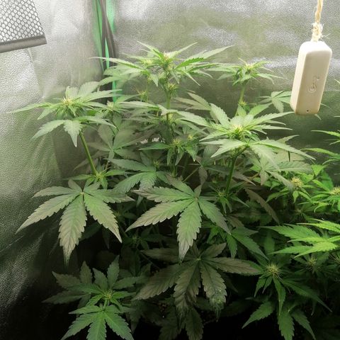 Justine growlog timeline photo