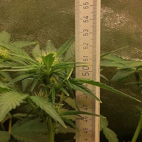 Justine growlog timeline photo