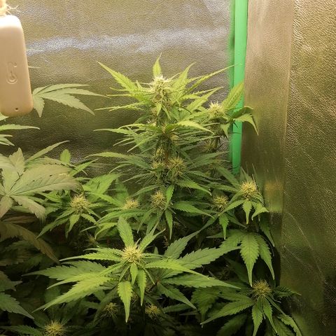 Ankhiale growlog timeline photo