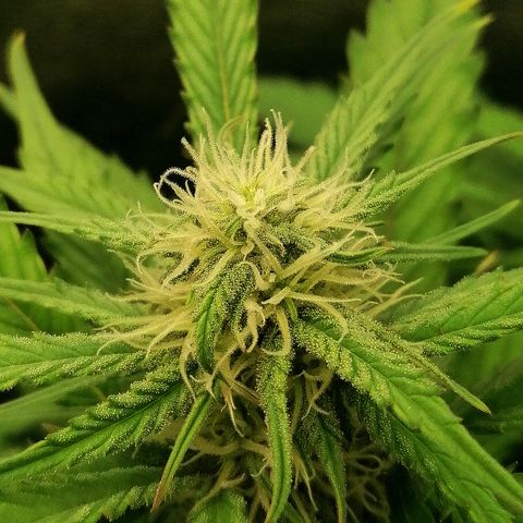 Ankhiale growlog timeline photo