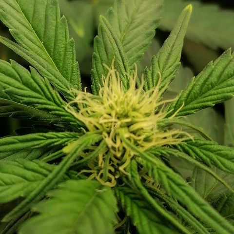 Justine growlog timeline photo
