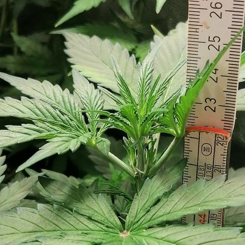 Edith growlog timeline photo