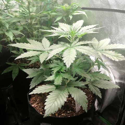 Edith growlog timeline photo