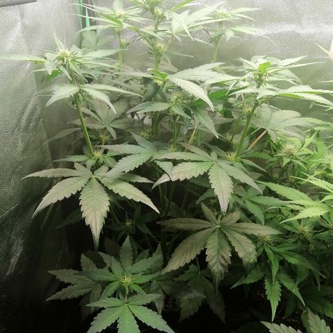 Justine growlog timeline photo