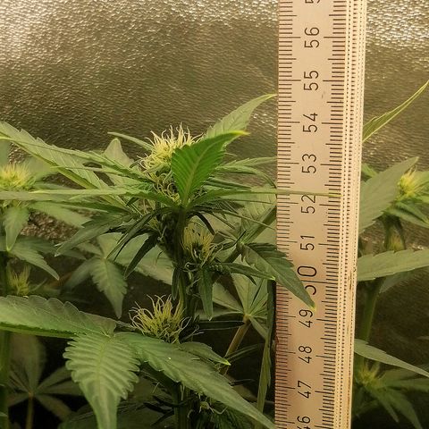 Justine growlog timeline photo