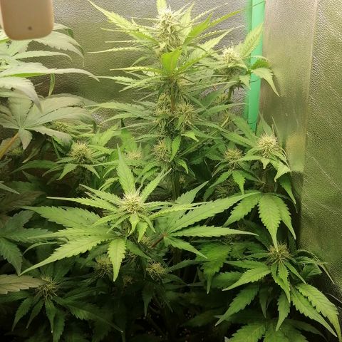 Ankhiale growlog timeline photo