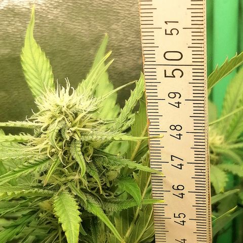 Ankhiale growlog timeline photo