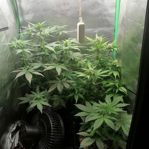 Edith growlog timeline photo