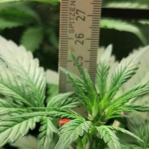 Edith growlog timeline photo