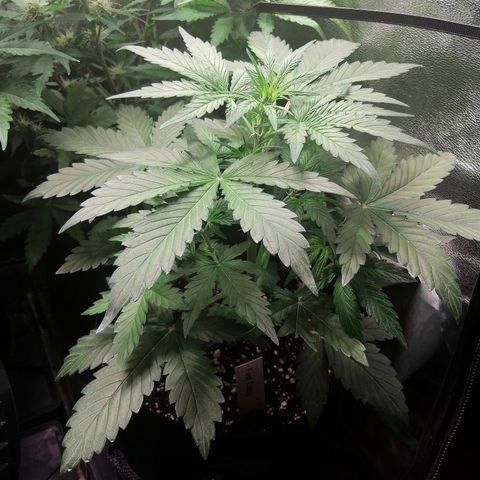 Edith growlog timeline photo