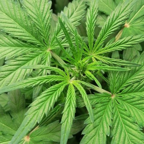 Edith growlog timeline photo