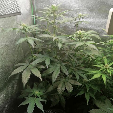 Justine growlog timeline photo