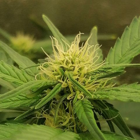 Justine growlog timeline photo