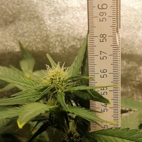 Justine growlog timeline photo