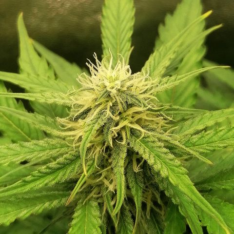 Ankhiale growlog timeline photo