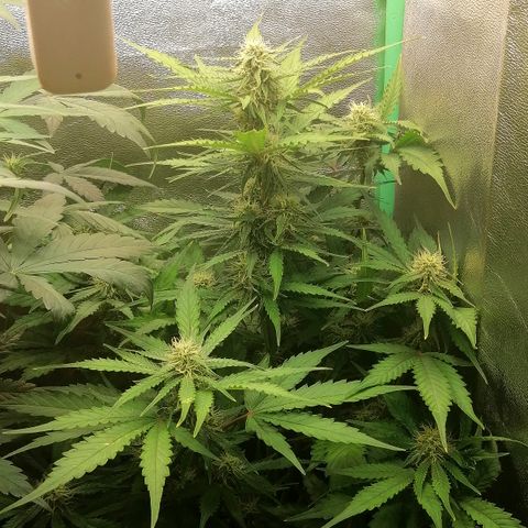 Ankhiale growlog timeline photo
