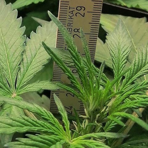 Edith growlog timeline photo