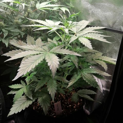Edith growlog timeline photo