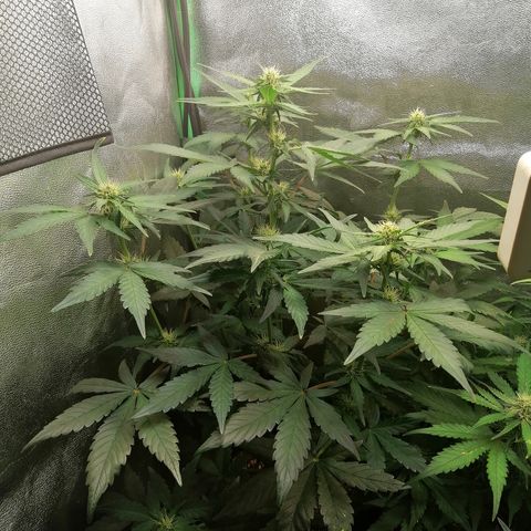 Justine growlog timeline photo
