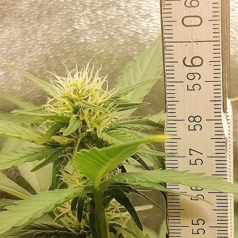 Justine growlog timeline photo