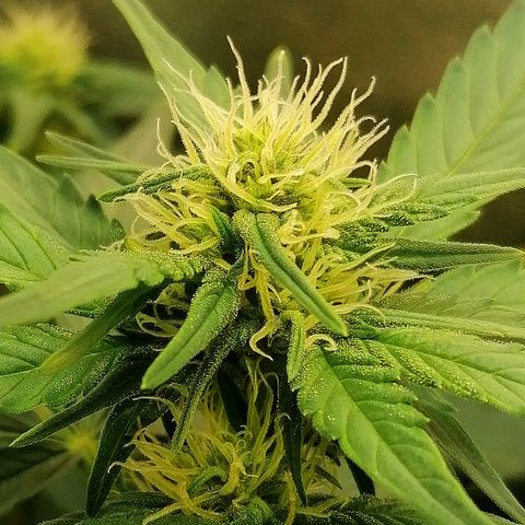 Justine growlog timeline photo