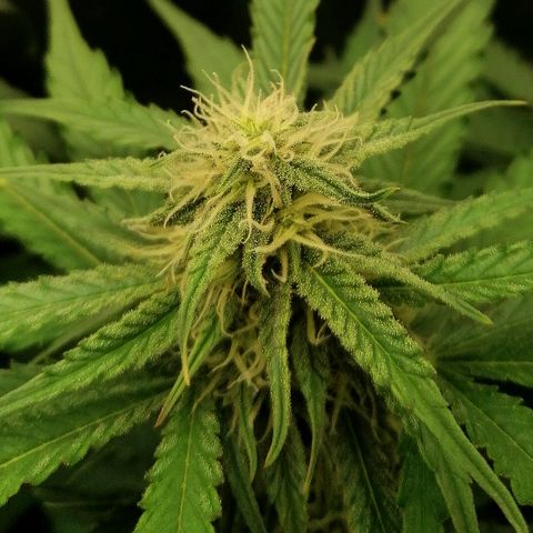 Ankhiale growlog timeline photo