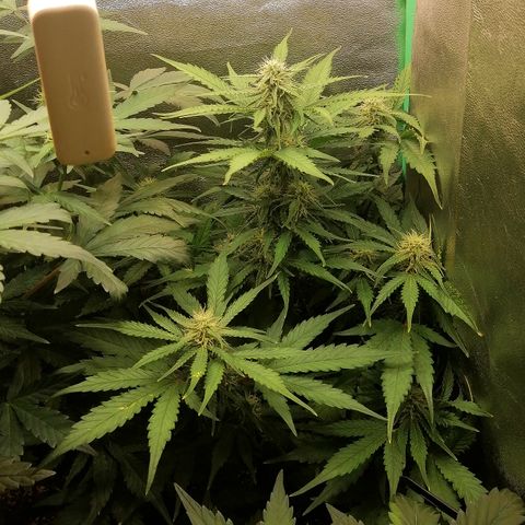 Ankhiale growlog timeline photo