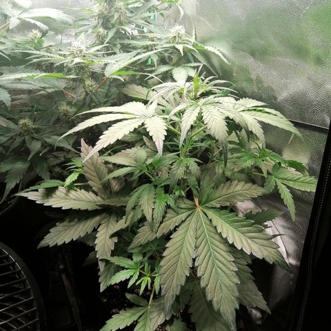 Edith growlog timeline photo