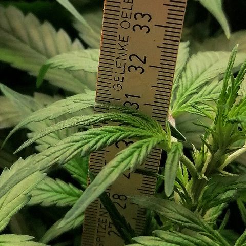 Edith growlog timeline photo