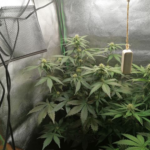 Justine growlog timeline photo