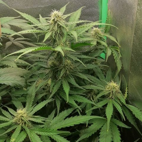 Ankhiale growlog timeline photo