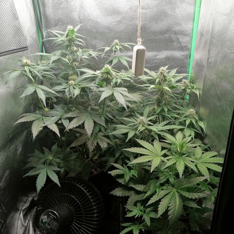 Edith growlog timeline photo