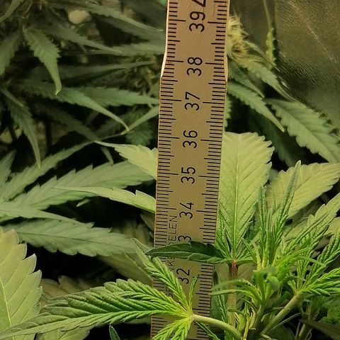 Edith growlog timeline photo
