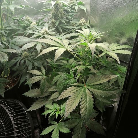 Edith growlog timeline photo