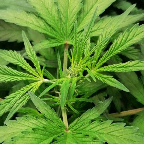 Edith growlog timeline photo