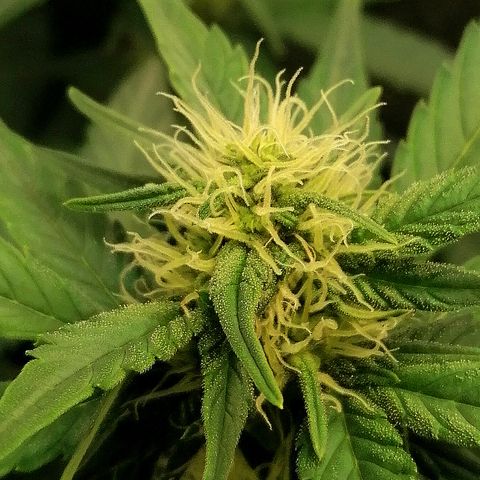 Justine growlog timeline photo