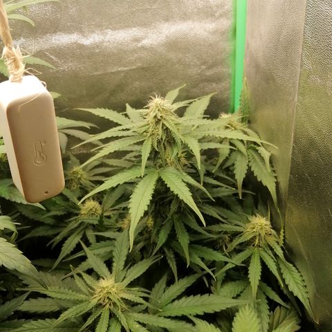 Ankhiale growlog timeline photo