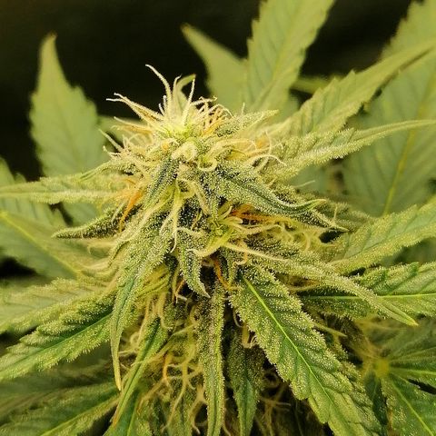 Ankhiale growlog timeline photo