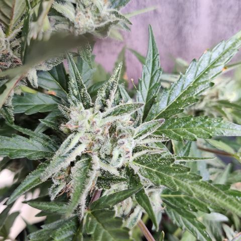 Sagata growlog timeline photo