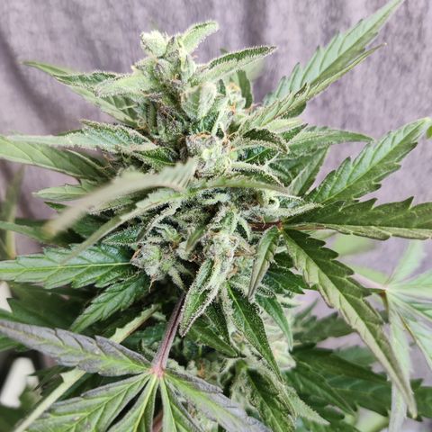 Sagata growlog timeline photo