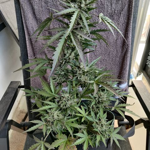 Sagata growlog timeline photo