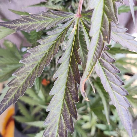 Sagata growlog timeline photo