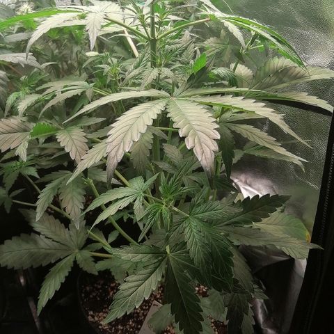 Edith growlog timeline photo