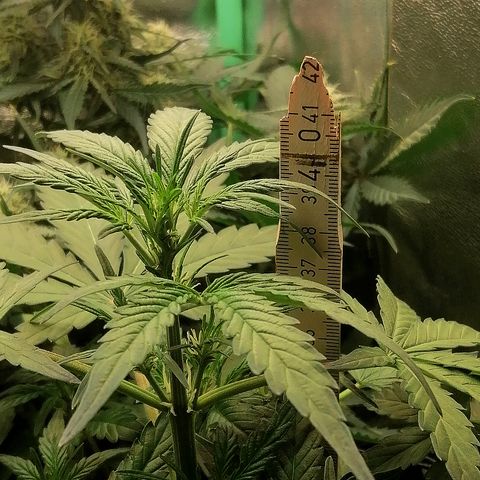 Edith growlog timeline photo