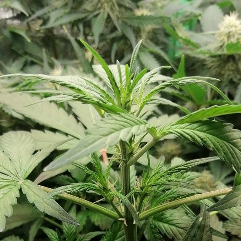 Edith growlog timeline photo