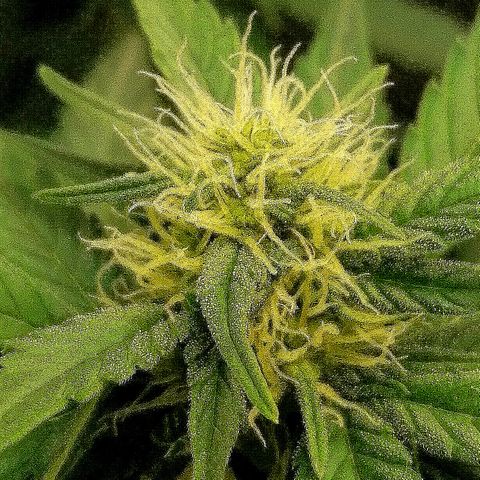 Justine growlog timeline photo