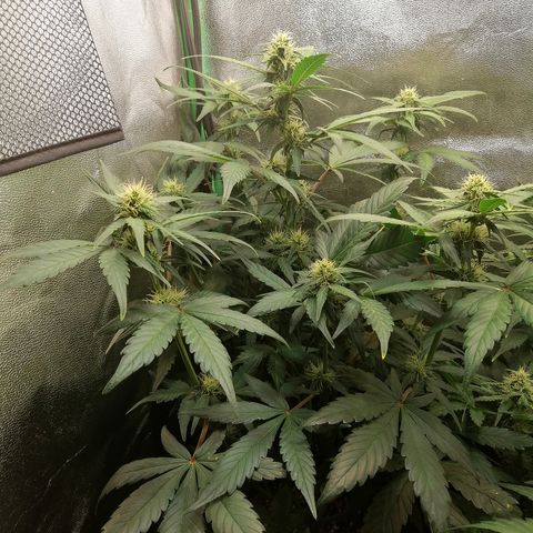 Justine growlog timeline photo