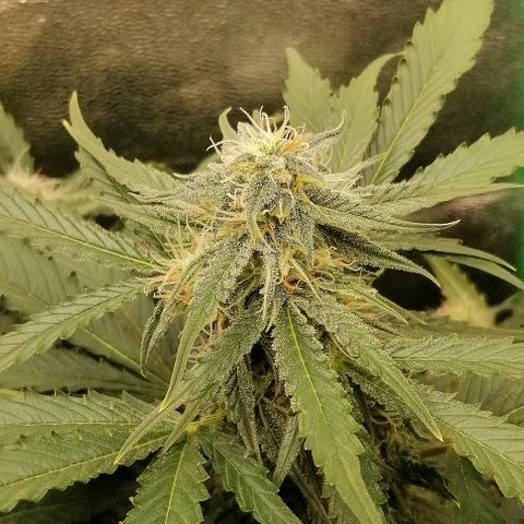 Ankhiale growlog timeline photo