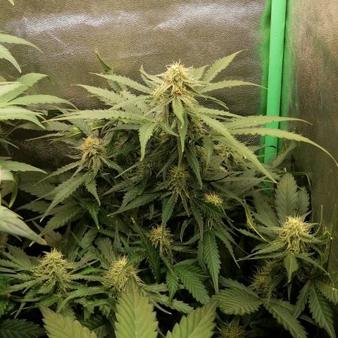 Ankhiale growlog timeline photo